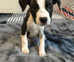 2 months old American pitbull puppies