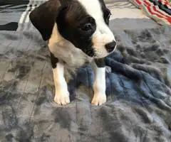 2 months old American pitbull puppies