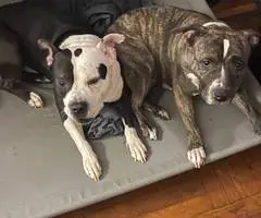 2 months old American pitbull puppies