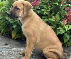 German Shepherd and Akita mix puppies for sale