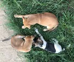German Shepherd and Akita mix puppies for sale
