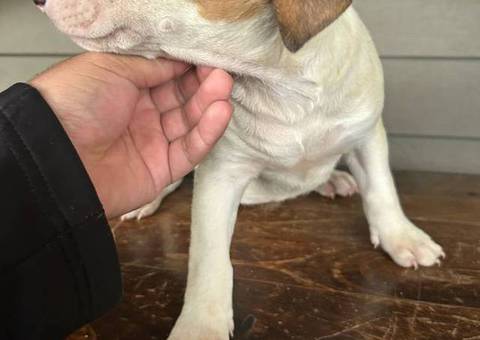 4 Bull terrier puppies for adoption