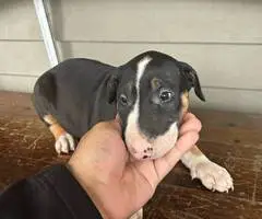 4 Bull terrier puppies for adoption