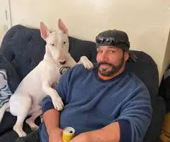 4 Bull terrier puppies for adoption