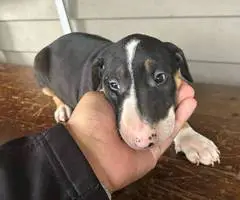 4 Bull terrier puppies for adoption