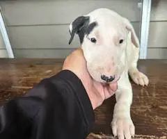 4 Bull terrier puppies for adoption