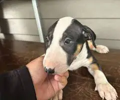 4 Bull terrier puppies for adoption