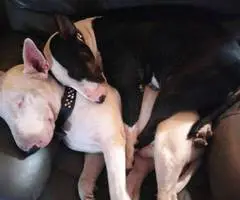 4 Bull terrier puppies for adoption