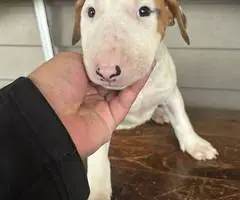4 Bull terrier puppies for adoption