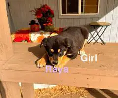 German Shepsky pups