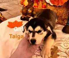 German Shepsky pups