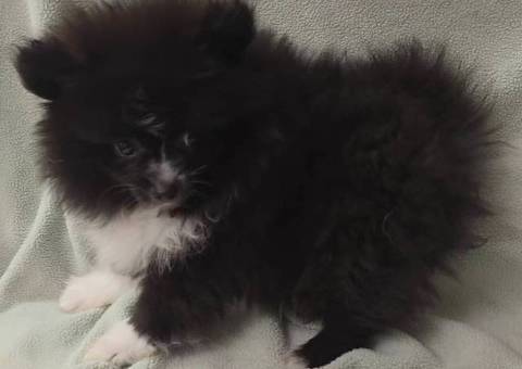 2 male Pomeranian puppies for sale