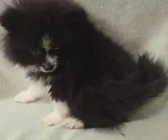 2 male Pomeranian puppies for sale