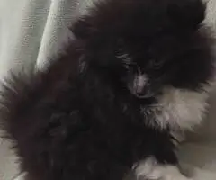 2 male Pomeranian puppies for sale