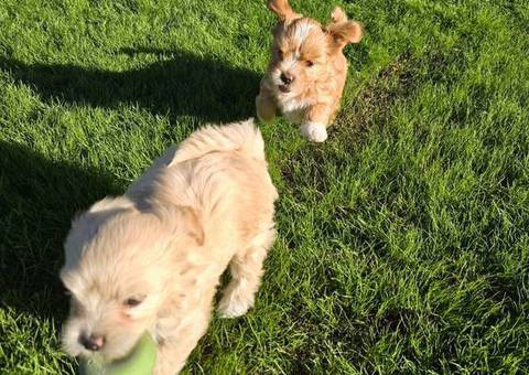 Beautiful Shih Tzu Poodle mix puppies for sale