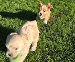 Beautiful Shih Tzu Poodle mix puppies for sale