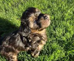 Beautiful Shih Tzu Poodle mix puppies for sale