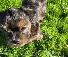 Beautiful Shih Tzu Poodle mix puppies for sale