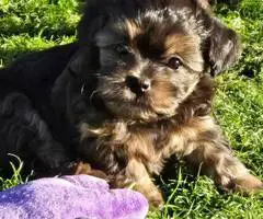 Beautiful Shih Tzu Poodle mix puppies for sale
