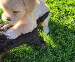 Beautiful Shih Tzu Poodle mix puppies for sale