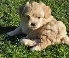 Beautiful Shih Tzu Poodle mix puppies for sale