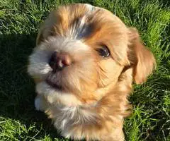 Beautiful Shih Tzu Poodle mix puppies for sale