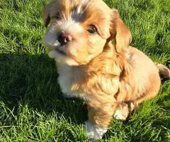 Beautiful Shih Tzu Poodle mix puppies for sale