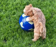 Beautiful Shih Tzu Poodle mix puppies for sale