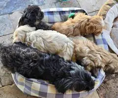 Beautiful Shih Tzu Poodle mix puppies for sale