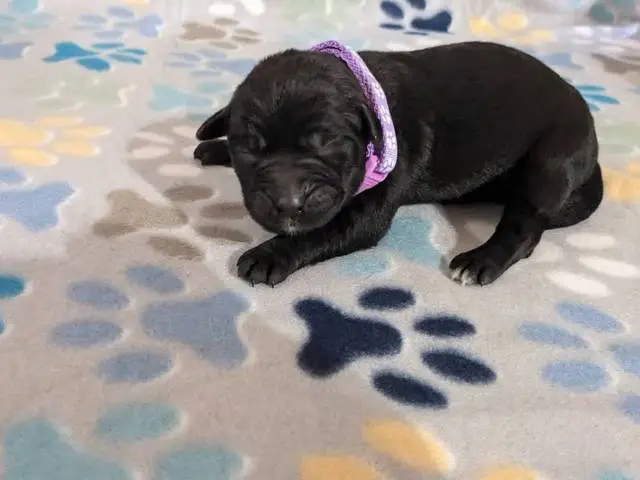 Aussiedor Christmas puppies