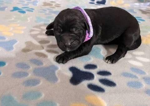 Aussiedor Christmas puppies