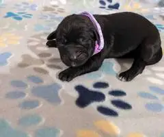 Aussiedor Christmas puppies