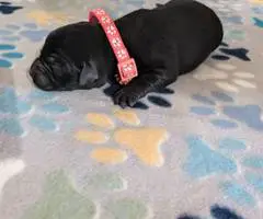 Aussiedor Christmas puppies