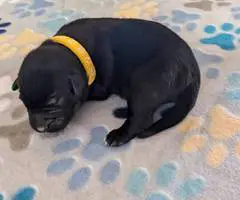Aussiedor Christmas puppies