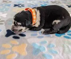 Aussiedor Christmas puppies