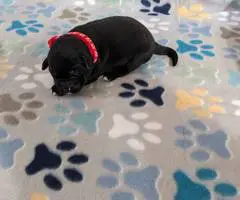 Aussiedor Christmas puppies