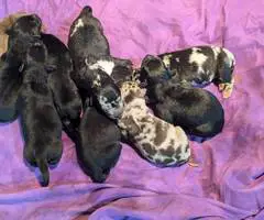 Aussiedor Christmas puppies