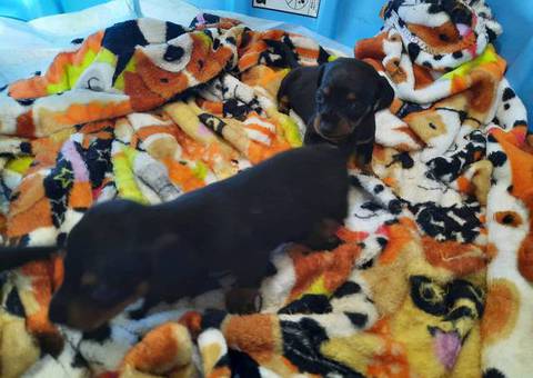 3 miniature dachshund puppies available
