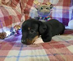 3 miniature dachshund puppies available