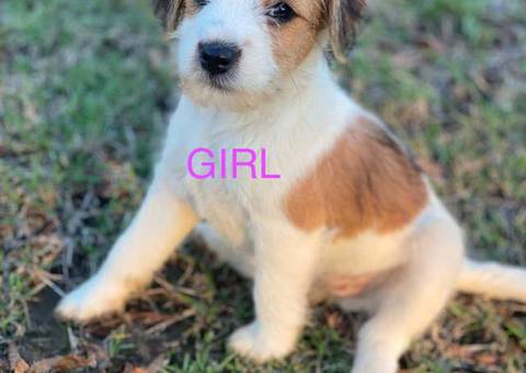 3 male and 1 female Jack Russell puppies