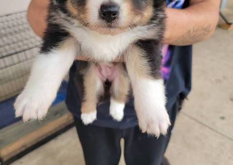 2 Aussie Puppies for sale