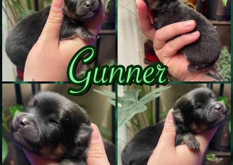 5 beautiful Pomeranian puppies for sale