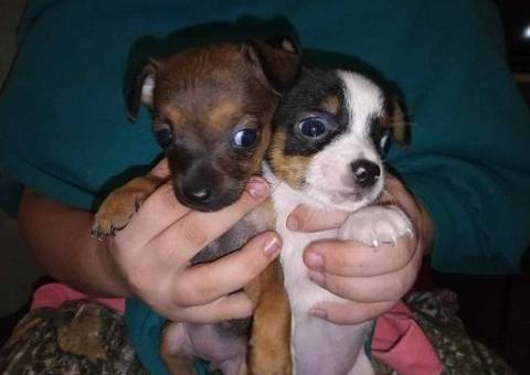 2 little Jack Chi babies need a home
