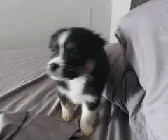 Registered Mini Australian Shepherd puppies