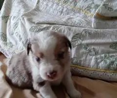 Registered Mini Australian Shepherd puppies