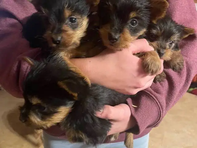 3 cute little male Yorkie puppies
