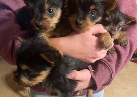 3 cute little male Yorkie puppies