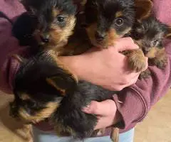 3 cute little male Yorkie puppies