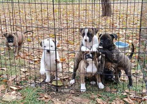 8 weeks old ready for forever homes!