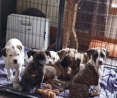 8 weeks old ready for forever homes!